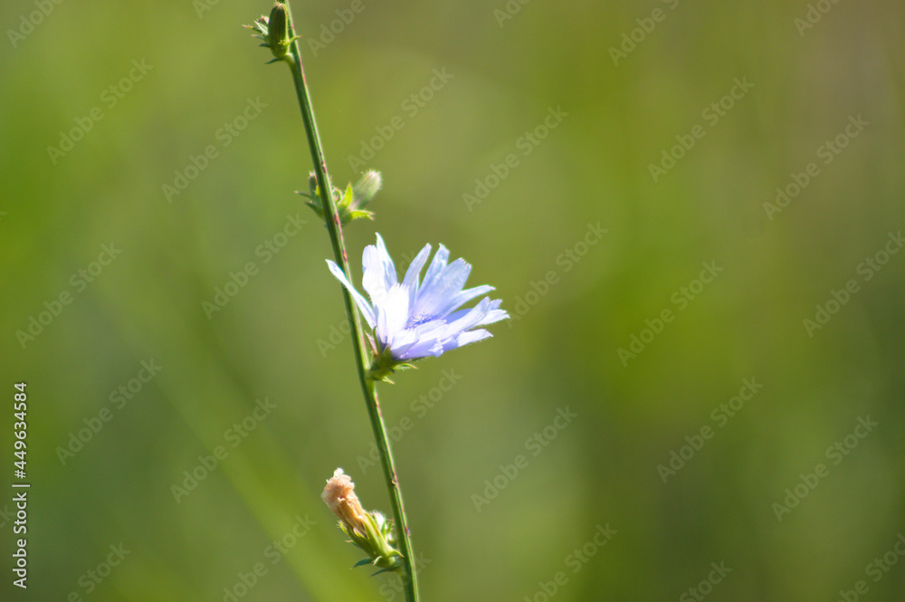 Single common chicory in bloom closeup view with selective focus foreground Single common chicory in bloom closeup view with selective focus foreground
