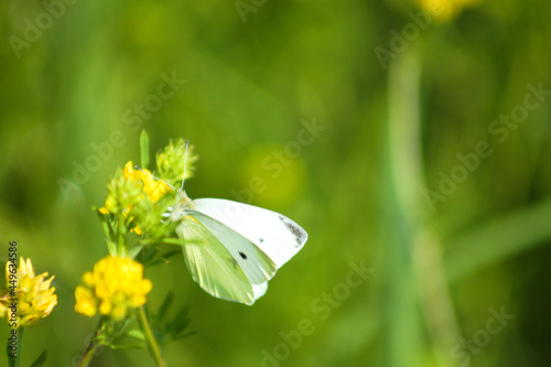 White butterfly on sickle medick in bloom closeup view with selective focus foreground photo