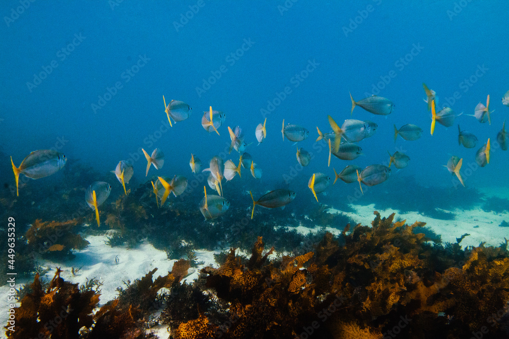 Yellowtail fish Yellowtail fish