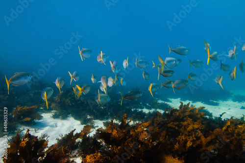 Fototapeta Naklejka Na Ścianę i Meble -  Yellowtail fish