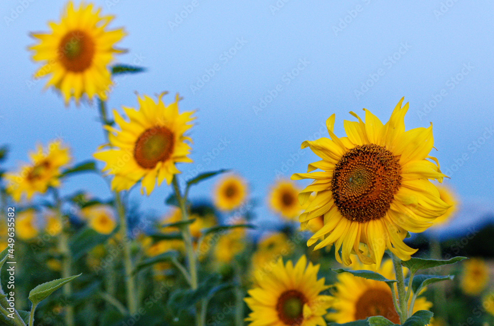 Ein Sonnenblumenfeld im Morgenlicht