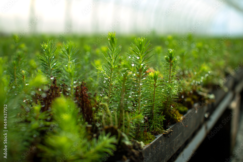 Green seedlings of coniferous trees. A greenhouse for growing plants and trees.