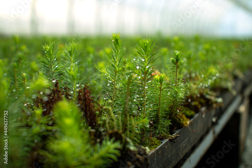 Green seedlings of coniferous trees. A greenhouse for growing plants and trees.