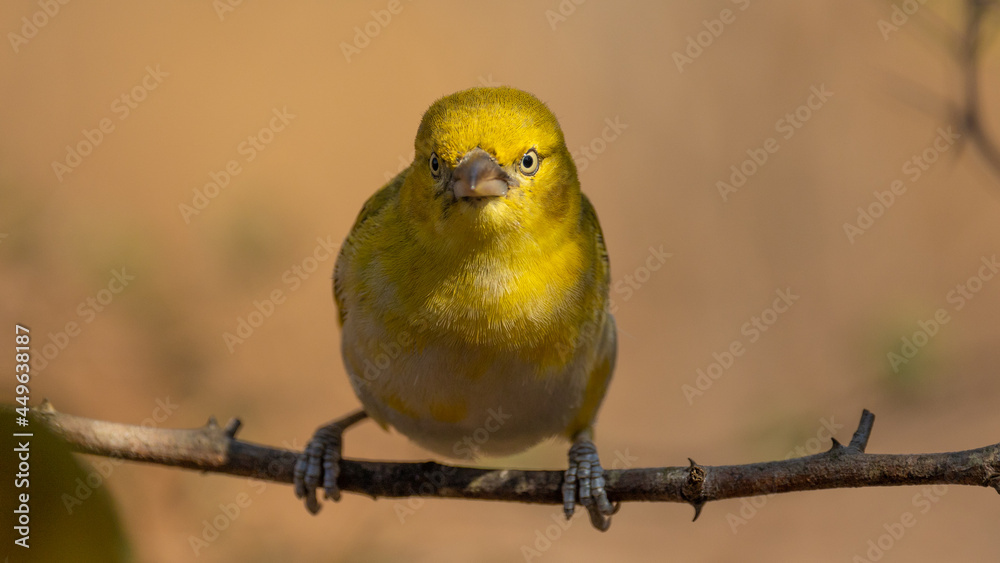Fototapeta premium Lesser masked weaver in the winter season