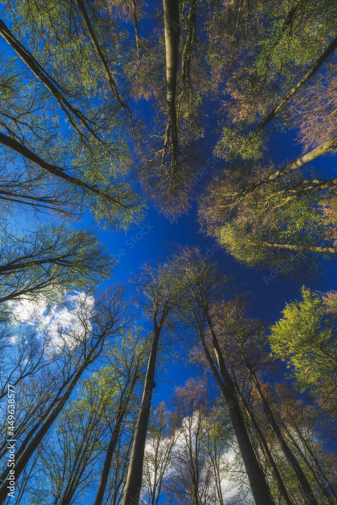 Obraz premium Spring treetops