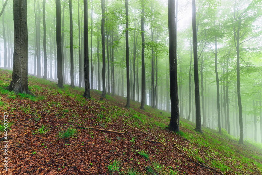 Obraz premium Spring forest