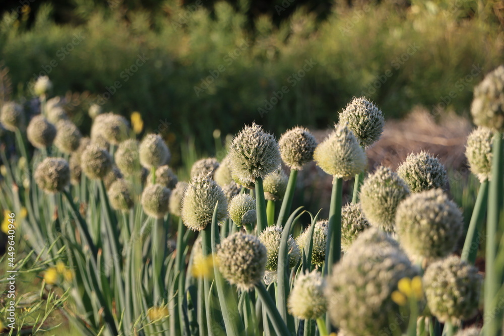 日差しを受ける玉ねぎの花 Stock Photo Adobe Stock