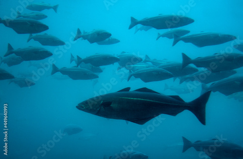 Cod fish in aquarium swimming against the others. Aalesund, Norway.