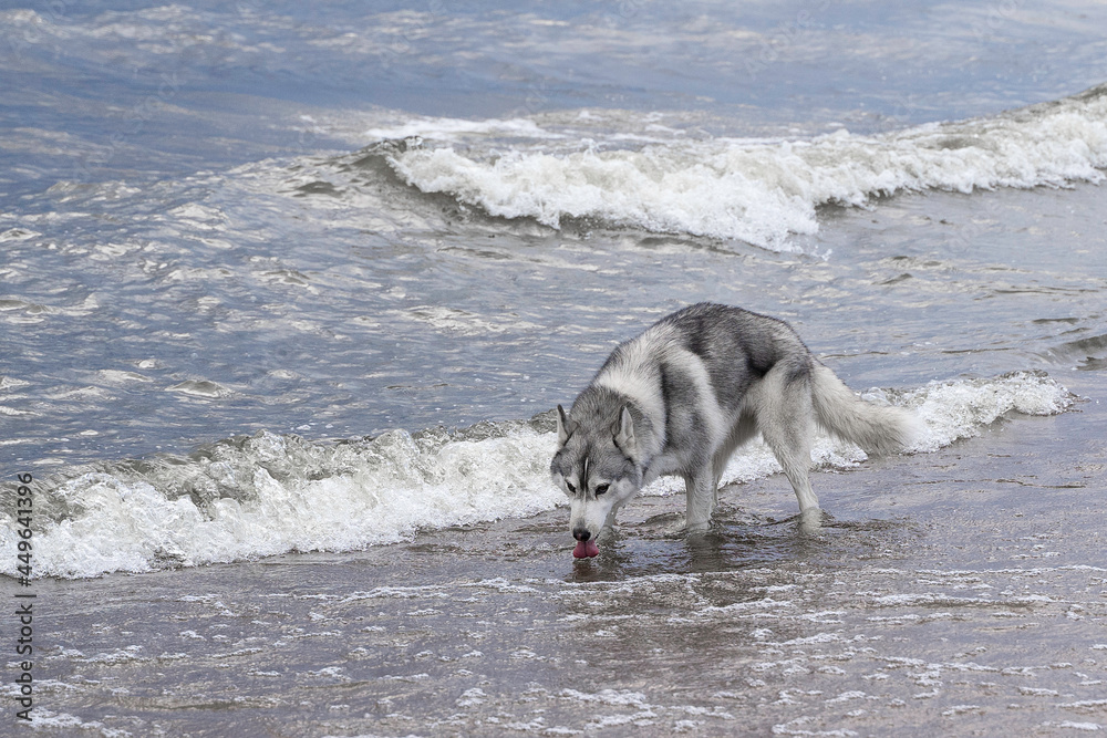 a dog of the laika breed runs along the beach, plays with the waves,drinks water a dog of the laika breed runs along the beach, plays with the waves,drinks water