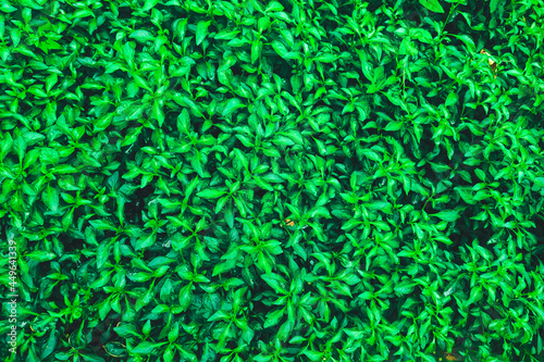 Green texture, carpet of plants in a flowerbed, garden pepper.
