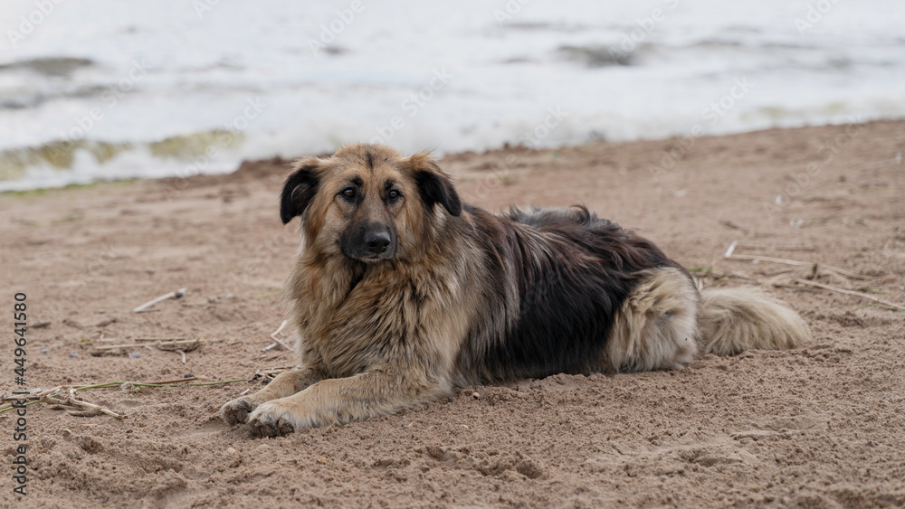a beautiful shaggy stray dog lies on the beach and looks sadly into the distance a beautiful shaggy stray dog lies on the beach and looks sadly into the distance