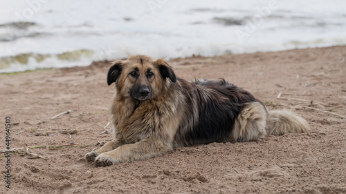 a beautiful shaggy stray dog lies on the beach and looks sadly into the distance