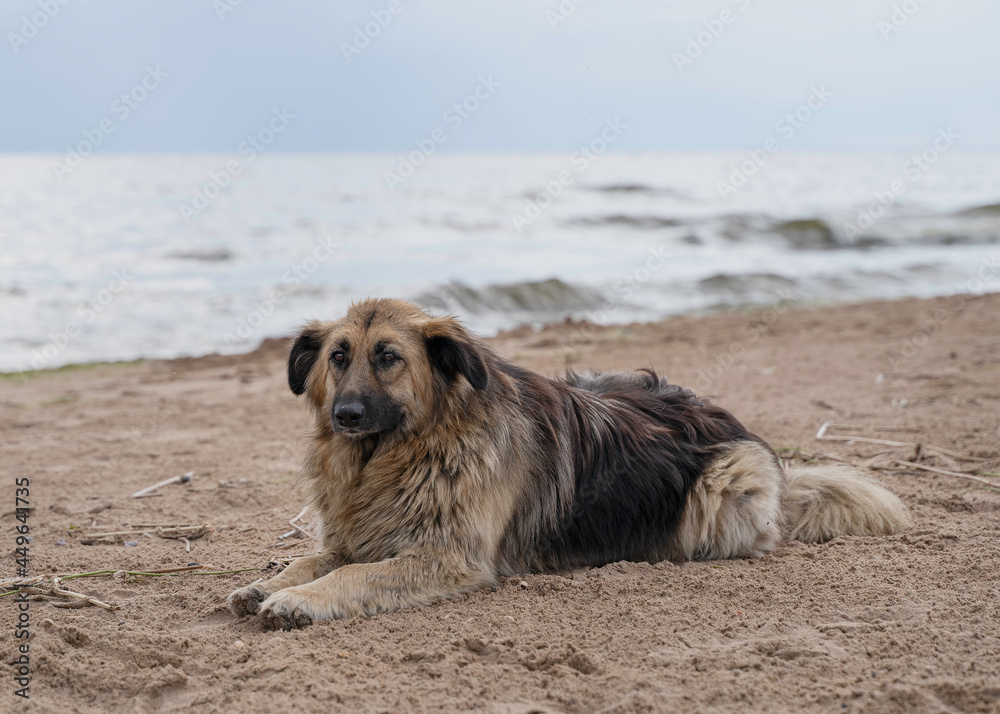 a beautiful shaggy stray dog lies on the beach and looks sadly into the distance a beautiful shaggy stray dog lies on the beach and looks sadly into the distance