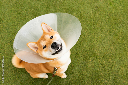 Tableau sur toile Cute breed Shiba inu dog wearing protective with cone collar on neck after surgery