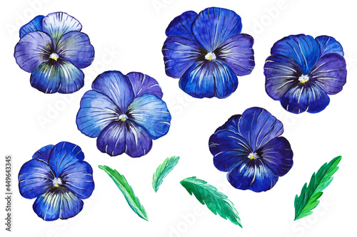  Flowers  branches  leaves of viola. Botanical elements isolated on white background. Plants are drawn by hand in watercolor. Design for postcards  clothing  logo  template  print.