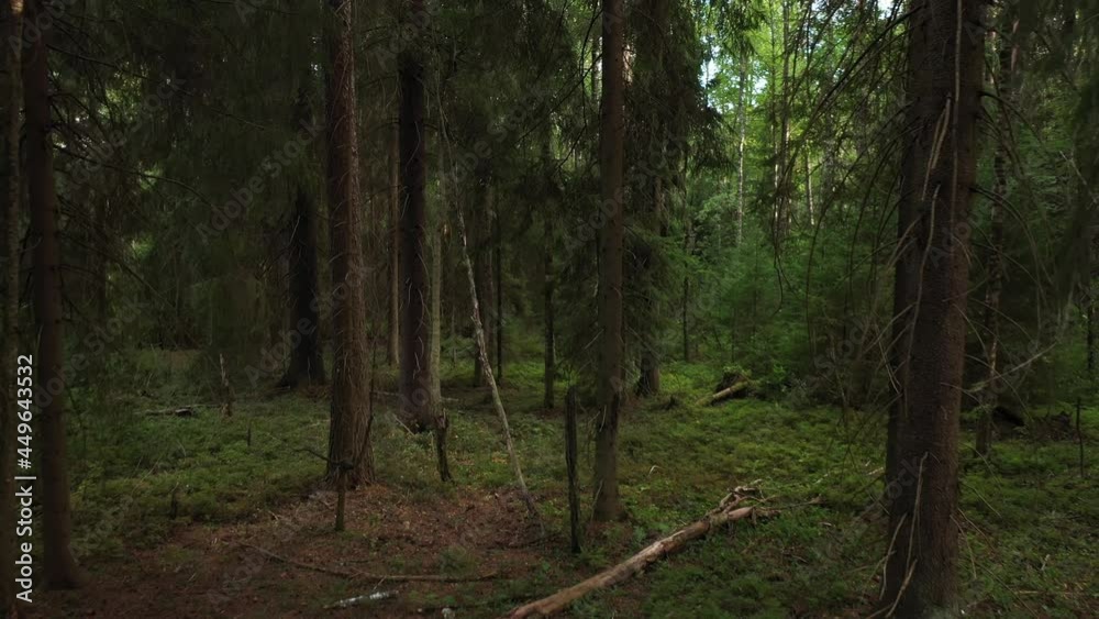 In a dark spruce forest. Flight on a quadrocopter in a fir forest.