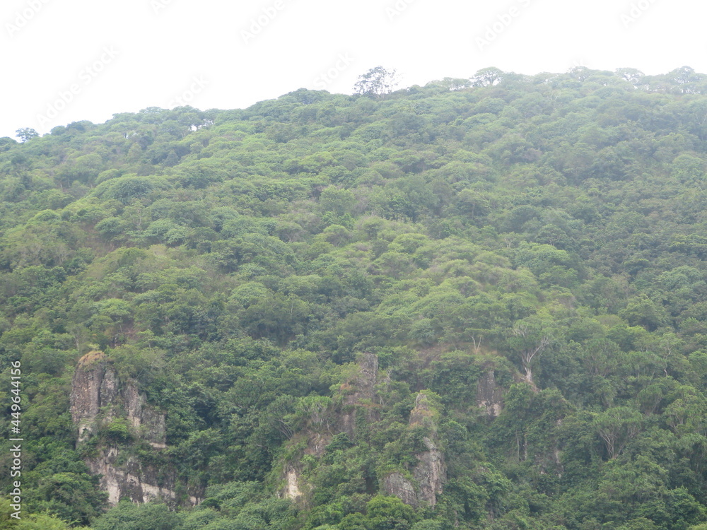 Fototapeta premium tropical rain forest on rocky hill