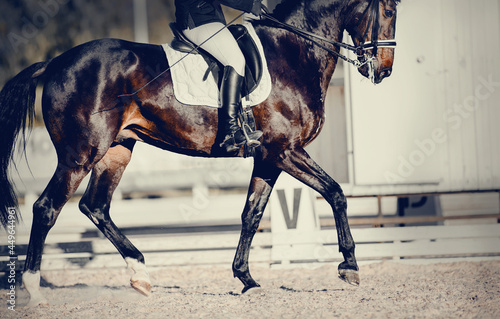 Equestrian sport. The legs of a dressage horse running at a trot. The leg of the rider in the stirrup, riding on a red horse.