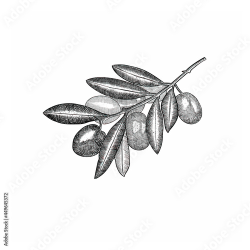 Olive branch hand drawing. Vector graphics.