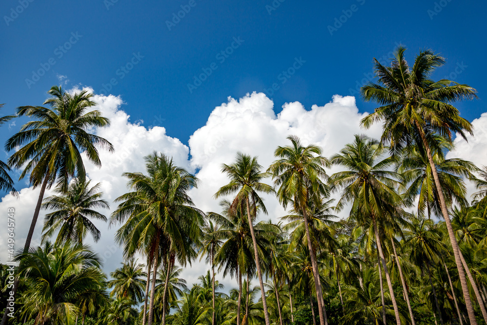 Plantation coconut palms on background blue sky with clouds