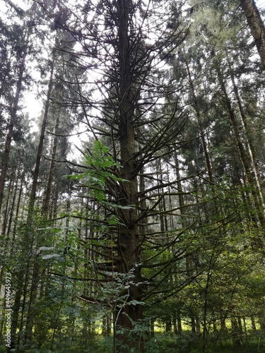 Fototapeta Naklejka Na Ścianę i Meble -  Baum im Wald