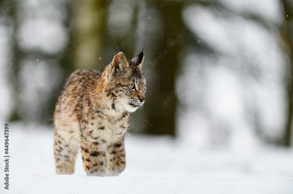 Eurasian lynx (Lynx lynx) in the winter forest in the snow, snowing. Big feline beast, young animal. Eurasian lynx (Lynx lynx) in the winter forest in the snow, snowing. Big feline beast, young animal.