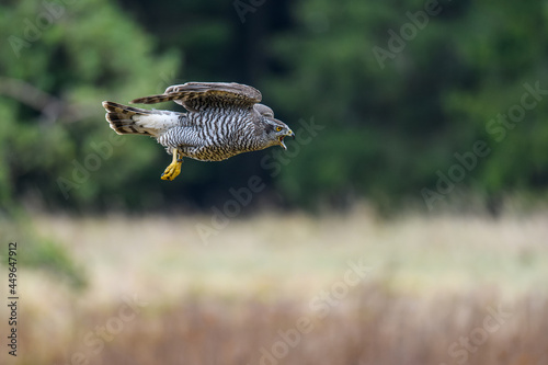 Obraz na płótnie The northern goshawk (Accipiter gentilis) in flight over a field in autumn