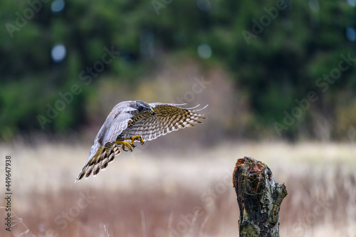 The northern goshawk (Accipiter gentilis) in flight, preparing to land. Spread wings and legs forward, landing.