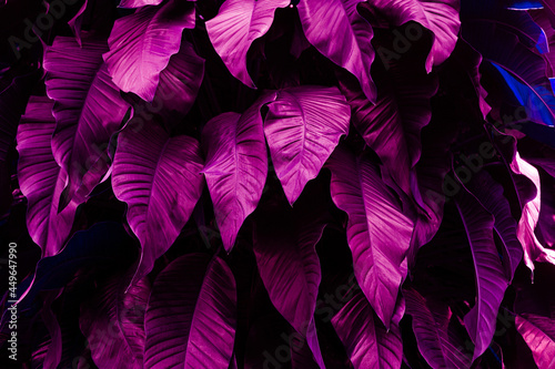 abstract purple leaf texture, closeup nature view of leaves background.