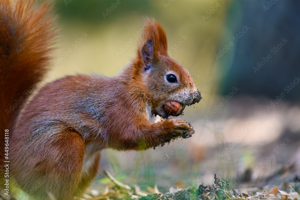 The Eurasian red squirrel (Sciurus vulgaris) in its natural habitat in the autumn forest. Eating a nut. Portrait of a squirrel close up. The forest is full of rich warm colors. The Eurasian red squirrel (Sciurus vulgaris) in its natural habitat in the autumn forest. Eating a nut. Portrait of a squirrel close up. The forest is full of rich warm colors.