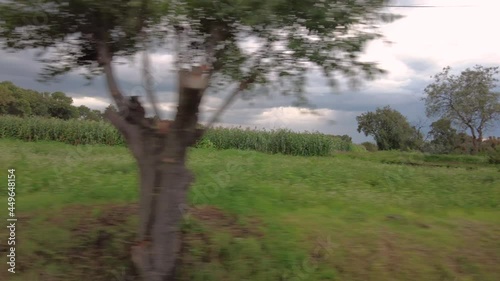 Moving sequence of a fresh green cornfield in Mexico Latin-america in a cloudy day. B-roll concept agriculture healthy organic  