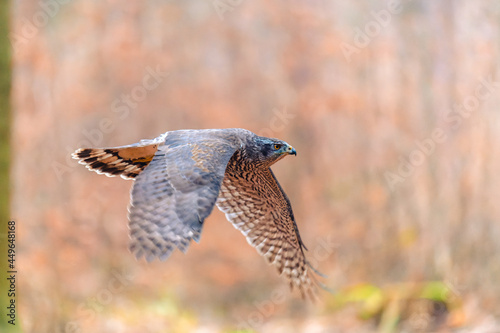 The northern goshawk (Accipiter gentilis) sitting on a stick. Autumn forest, colorful background, warm early evening colors. © Jan Rozehnal