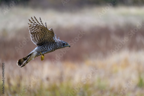 The northern goshawk (Accipiter gentilis) in flight over a field in autumn. Outstretched wings, a fast flying bird on the hunt.