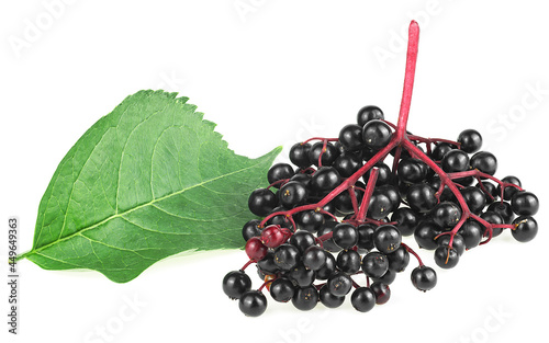 Elderberries with twig and green leaf isolated on a white background. Sambucus Ebulus fruits.