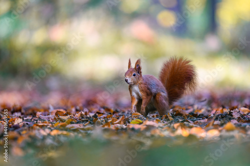 The Eurasian red squirrel (Sciurus vulgaris) in its natural habitat in the autumn forest. Portrait of a squirrel close up. The forest is full of rich warm colors.