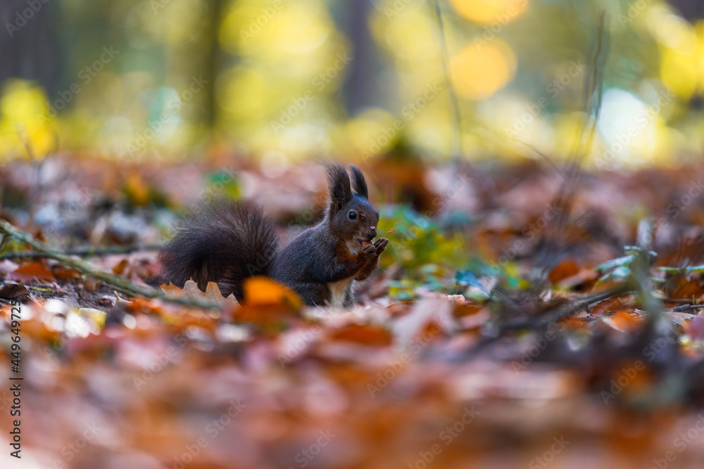 The Eurasian red squirrel (Sciurus vulgaris) in its natural habitat in the autumn forest. Portrait of a squirrel close up. The forest is full of rich warm colors. The Eurasian red squirrel (Sciurus vulgaris) in its natural habitat in the autumn forest. Portrait of a squirrel close up. The forest is full of rich warm colors.