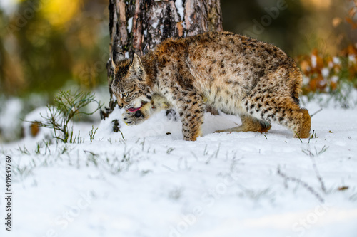 Eurasian lynx  Lynx lynx  in the winter forest in the snow. Big feline beast  young animal.