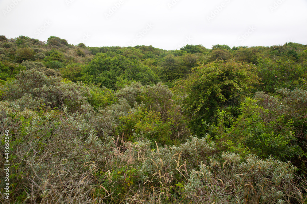 Dunes coverd by several species of bushes and trees, Ouddorp, South Holland, Netherlands
