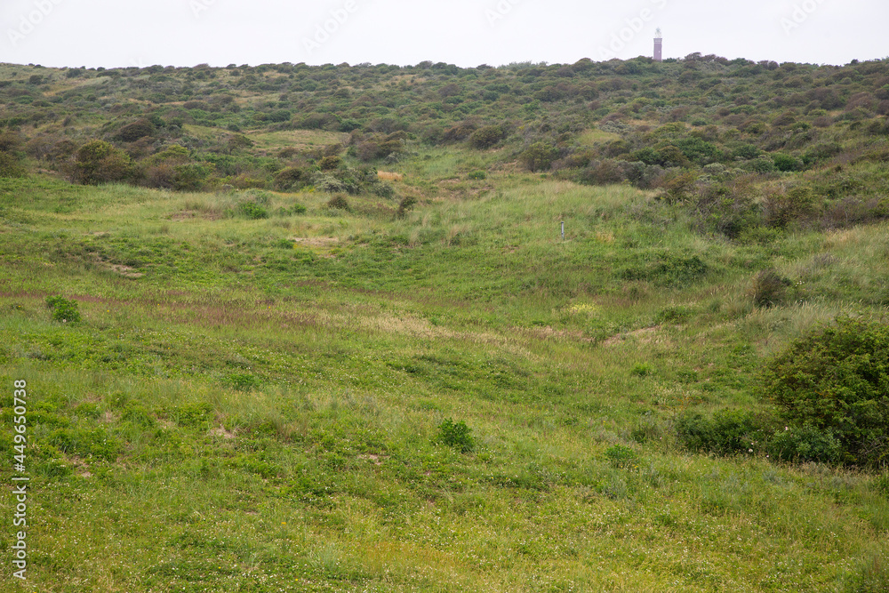 Dunes coverd by grass and several species of bushes, Ouddorp, South Holland, Netherlands