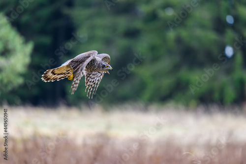 The northern goshawk (Accipiter gentilis) in flight over a field in autumn. Outstretched wings, open beak, screaming, fast-flying bird on the hunt.