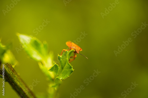 carpocoris pudicus, stink beetle in the field