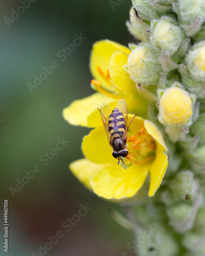 Hoverfly Eupeodes corollae on flower of Great mullein (Verbascum thapsus)