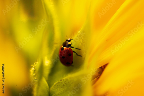 Ladybug on sunflower, summer time, beetle time, postcard © Dagmar Breu