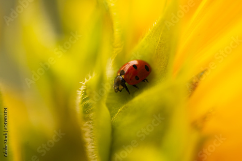 Ladybug on sunflower, summer time, beetle time, postcard
