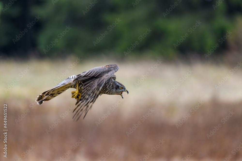 Obraz premium The northern goshawk (Accipiter gentilis) in flight over a field in autumn. Outstretched wings, open beak, screaming, fast-flying bird on the hunt.