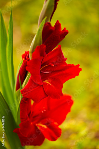 rote Gladiole am Feld zum Selberpflücken