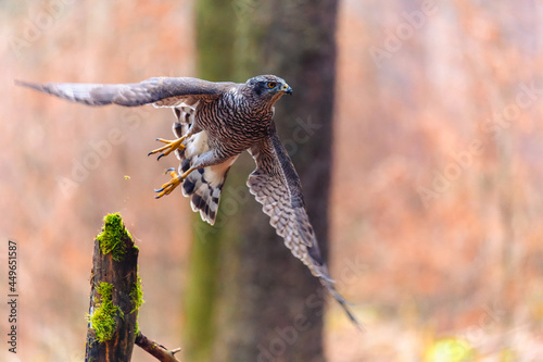 The northern goshawk (Accipiter gentilis) sitting on a stick. Autumn forest, colorful background, warm early evening colors.