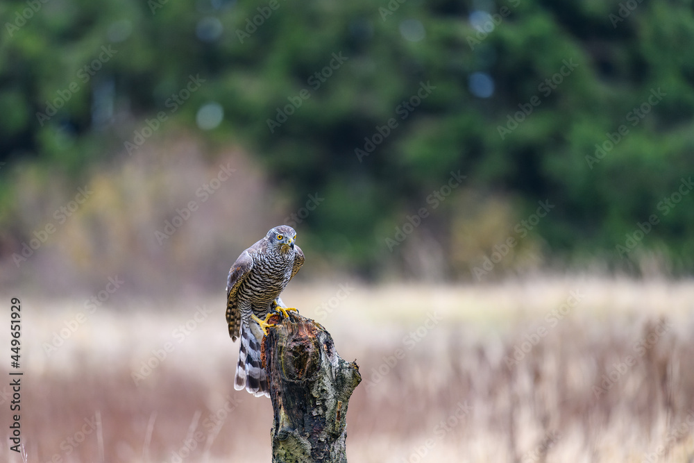 The northern goshawk (Accipiter gentilis) sitting on a perch, looking around for prey. Autumn, the field is in the background.