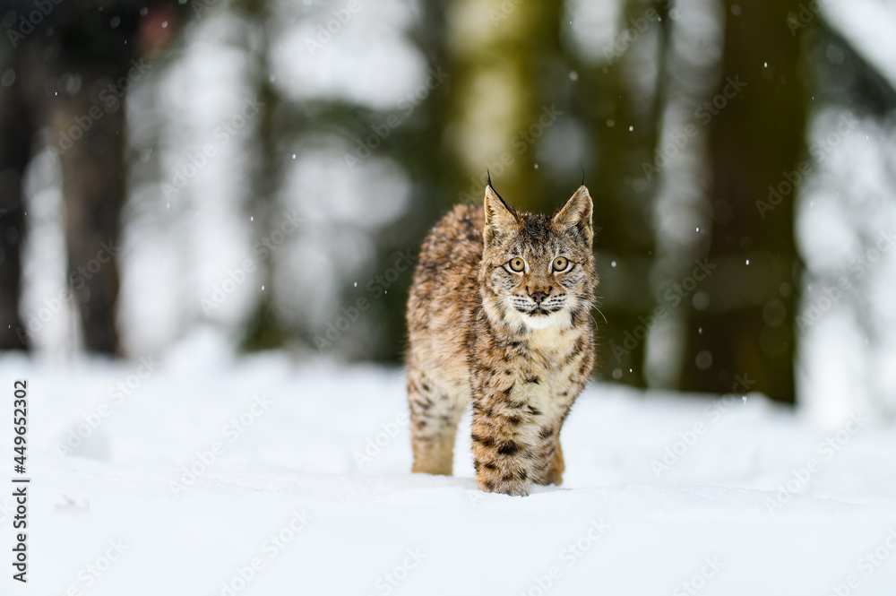 Eurasian lynx (Lynx lynx) in the winter forest in the snow, snowing. Big feline beast, young animal. Eurasian lynx (Lynx lynx) in the winter forest in the snow, snowing. Big feline beast, young animal.