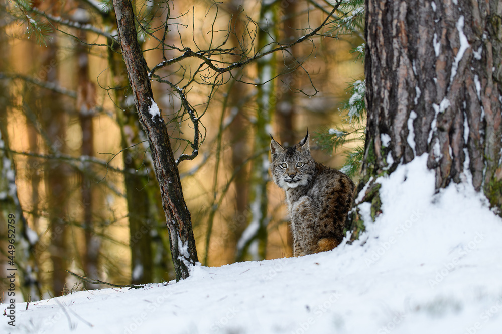 Eurasian lynx (Lynx lynx) in the winter forest in the snow. Big feline beast, young animal. Eurasian lynx (Lynx lynx) in the winter forest in the snow. Big feline beast, young animal.